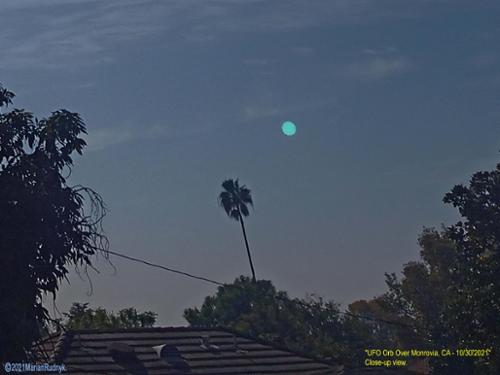 This is a close-up view. The orb originally plunged from high altitude, dead-stopped as if "posing" (I then took this picture), then it sped to the left (SE) behind avocado tree & other trees - & lost sight of it.